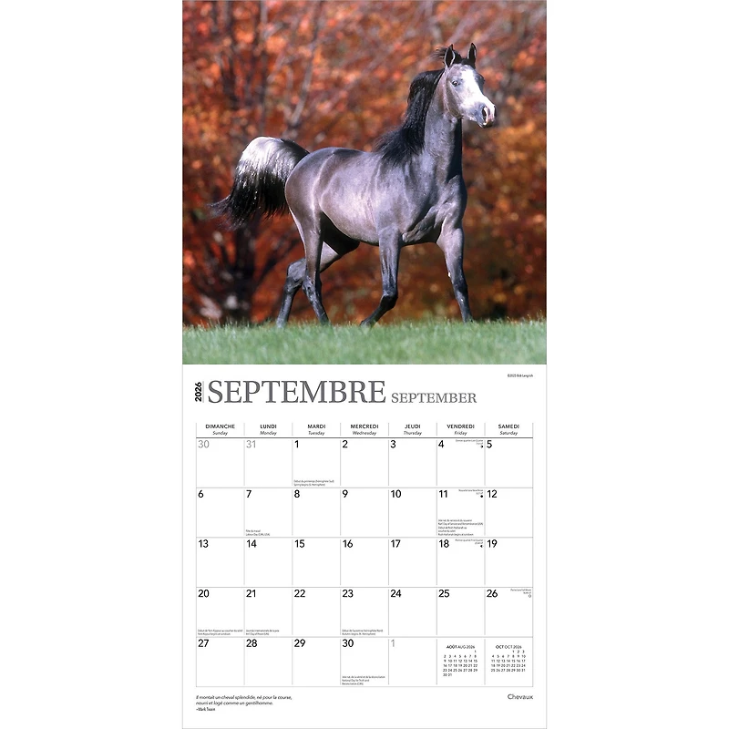 Chevaux 2026 Wall Calendar (French)