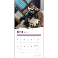 Cats And Books 2026 Wall Calendar