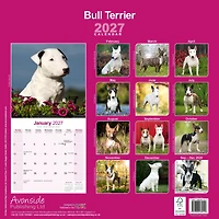 Bull Terriers 2027 Wall Calendar
