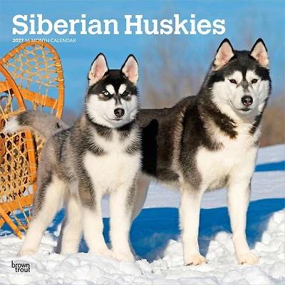 Siberian Huskies 2027 Wall Calendar