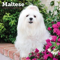 Maltese 2026 Wall Calendar