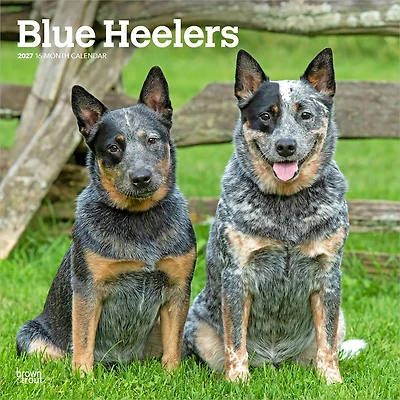 Blue Heelers 2027 Wall Calendar