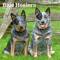 Blue Heelers 2027 Wall Calendar