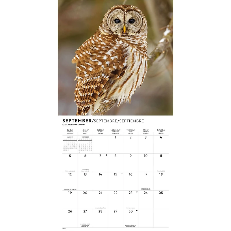 Owls 2027 Wall Calendar