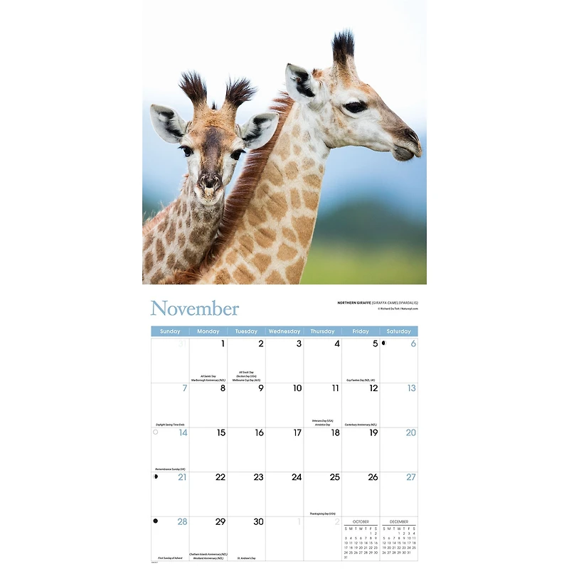 Baby Animals 2027 Wall Calendar