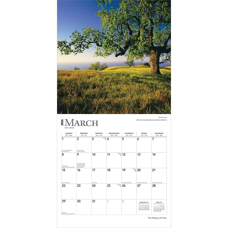 Majesty Of Trees 2026 Wall Calendar - Online Only