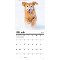 Goldens 12 Uses For 2026 Wall Calendar - Online Only