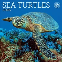 Sea Turtles 2026 MiniCalendar