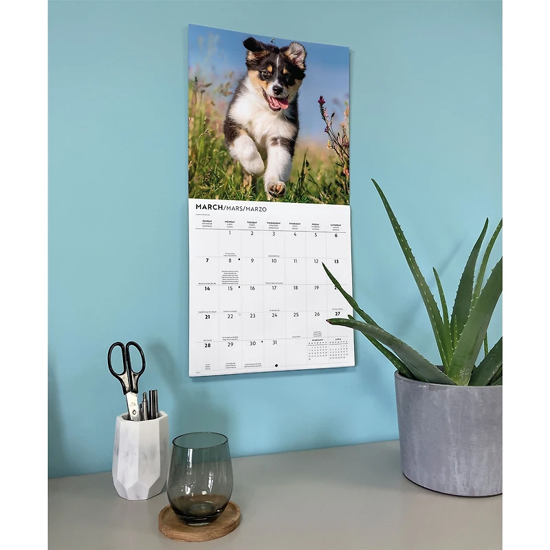 Australian Shepherds 2027 Wall Calendar