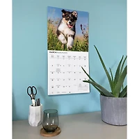 Australian Shepherds 2027 Wall Calendar