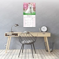 White Shepherd 2027 Wall Calendar - Online Only