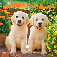 Golden Retriever Puppies 2027 Wall Calendar