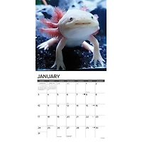 Axolotls 2027 Wall Calendar