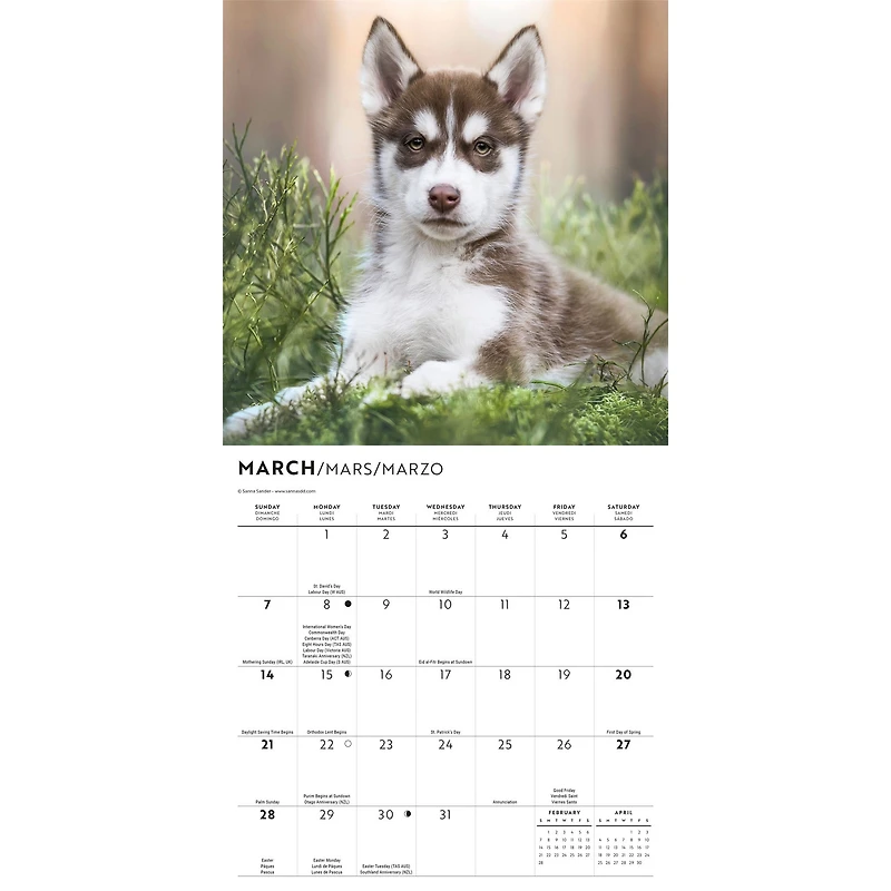 Siberian Husky Puppies 2027 Mini Calendar