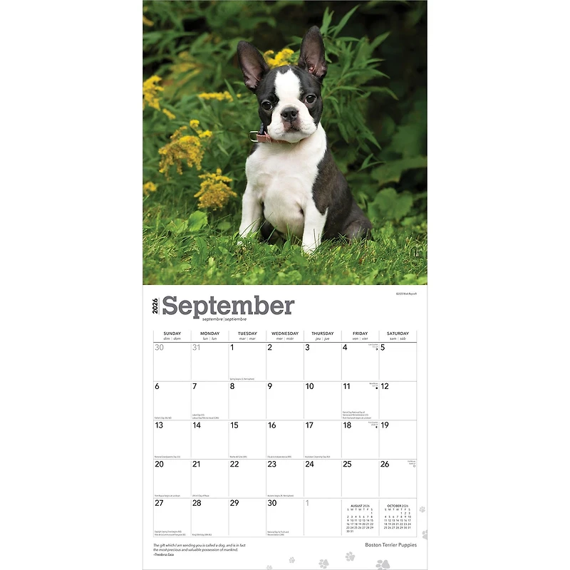 Boston Terrier Puppies 2026 Wall Calendar - Online Only