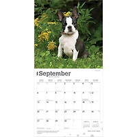 Boston Terrier Puppies 2026 Wall Calendar - Online Only