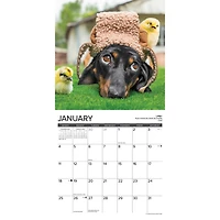 Dachshund Rules 2026 Wall Calendar
