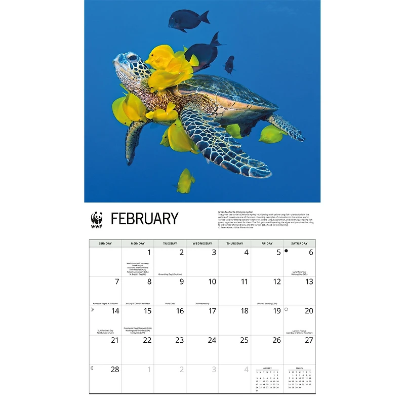 World Wildlife Fund Sea Turtles 2027 Wall Calendar