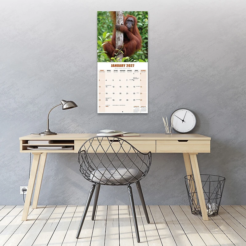 Apes 2027 Wall Calendar - Online Only