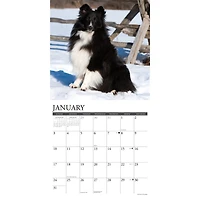 Shelties 2027 Wall Calendar