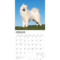 Samoyeds 2026 Wall Calendar