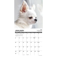 Chihuahua Rules 2027 Wall Calendar - Online Only