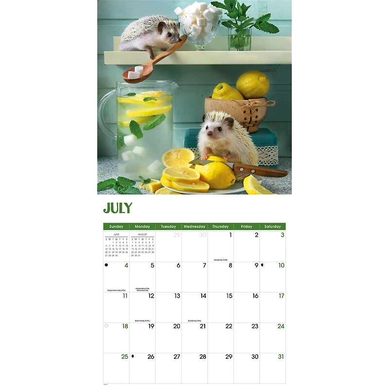 Hedgehogs! 2027 Wall Calendar