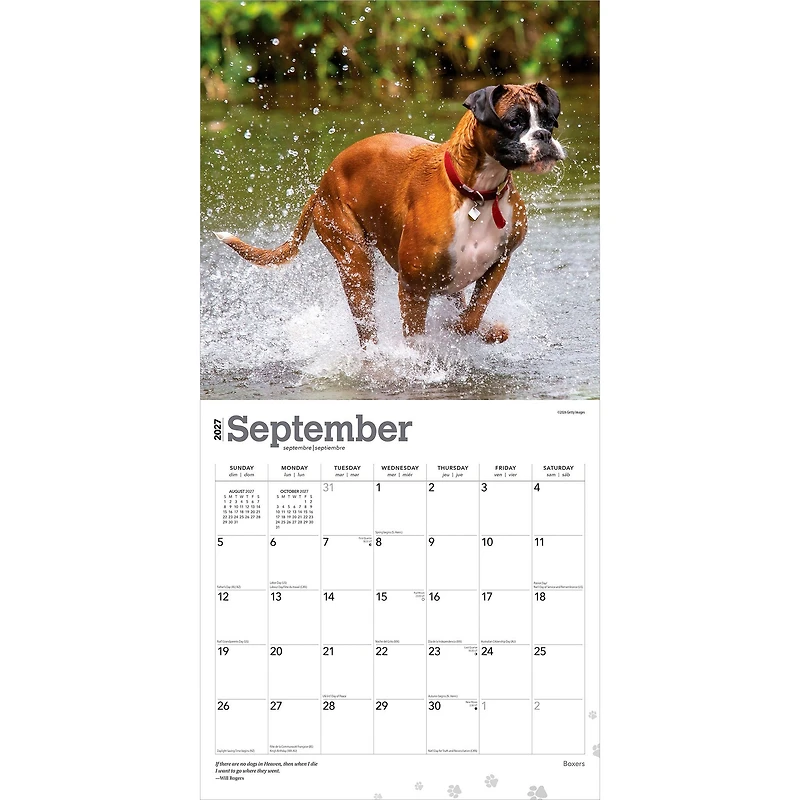 Boxers International 2027 Wall Calendar