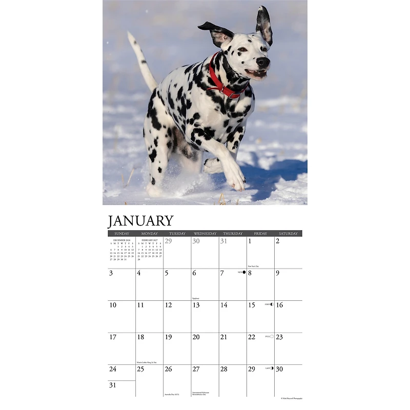 Dalmatians 2027 Wall Calendar