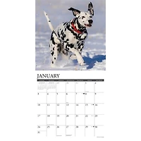Dalmatians 2027 Wall Calendar