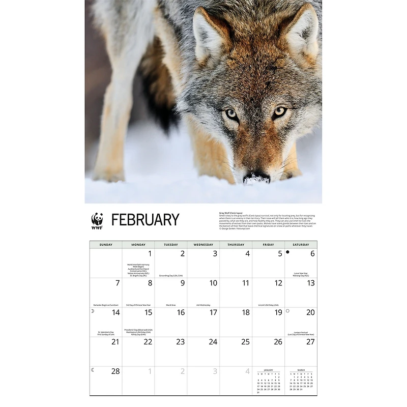 World Wildlife Fund Wolves 2027 Wall Calendar