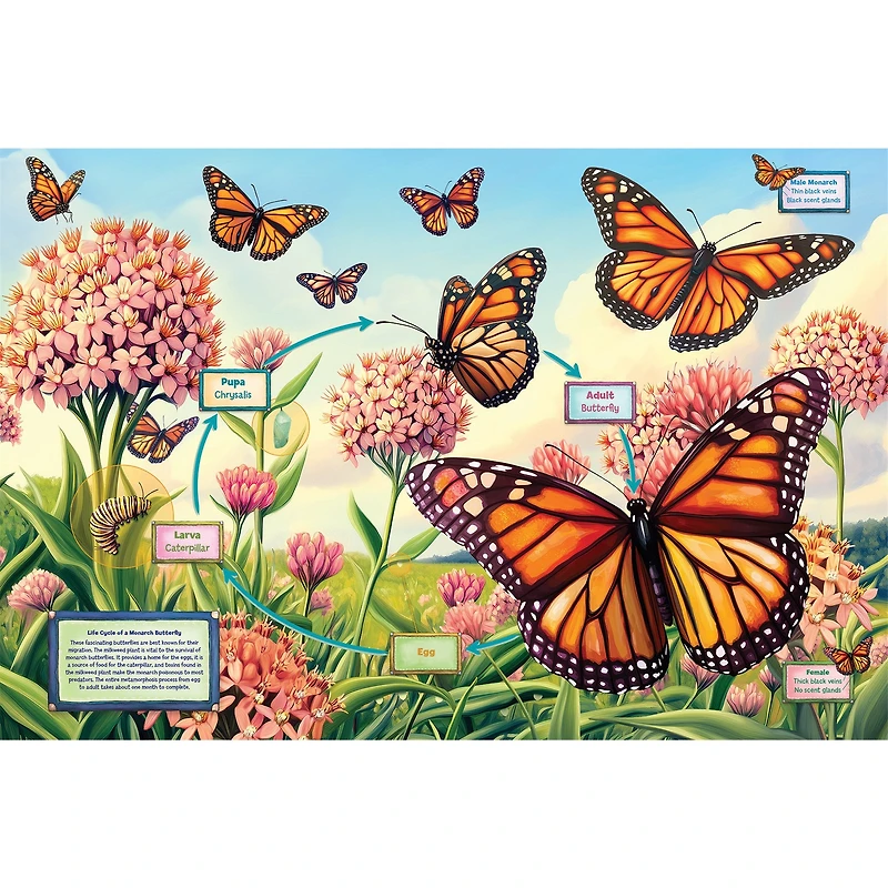 Life Cycle of a Monarch 35 Piece Floor Puzzle - Online Only