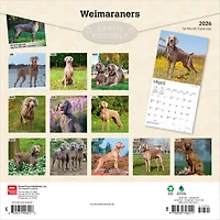 Weimaraners 2026 Wall Calendar