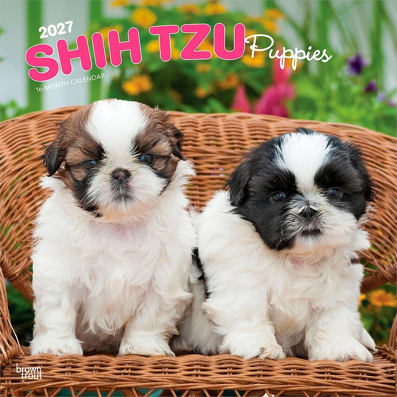 Shih Tzu Puppies 2027 Wall Calendar