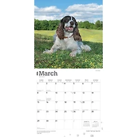 Springer Spaniels English 2026 Wall Calendar