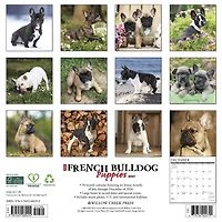 French Bulldog Puppies 2027 Wall Calendar