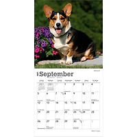 Welsh Corgis 2027 Mini Calendar