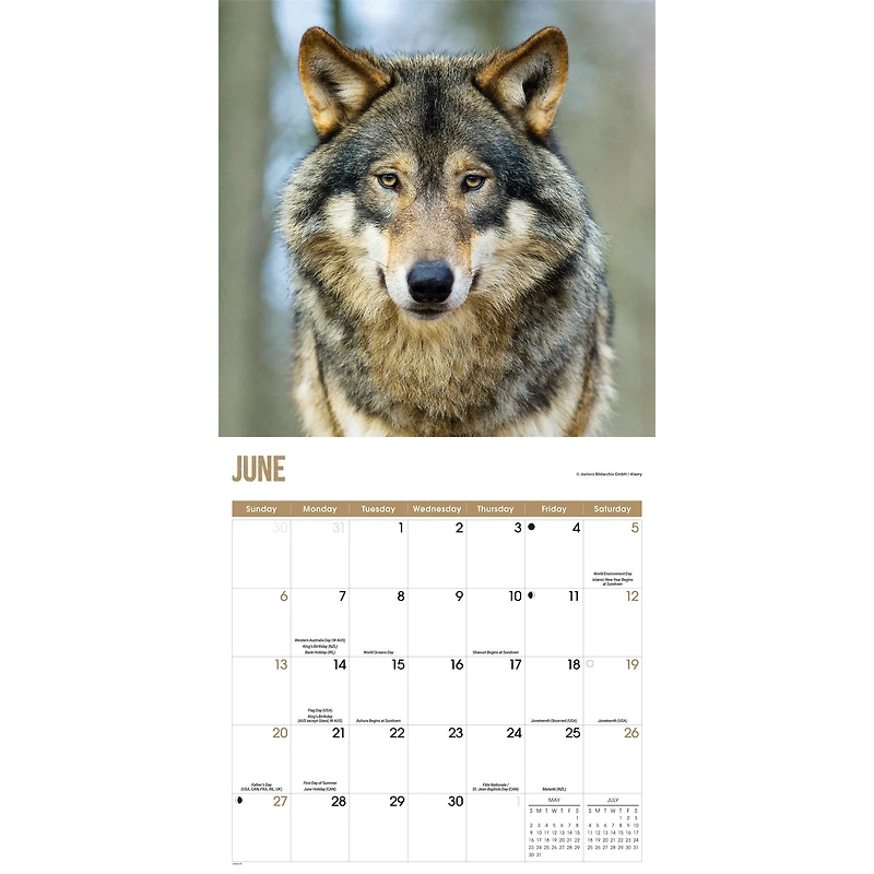 Wolves 2027 Wall Calendar