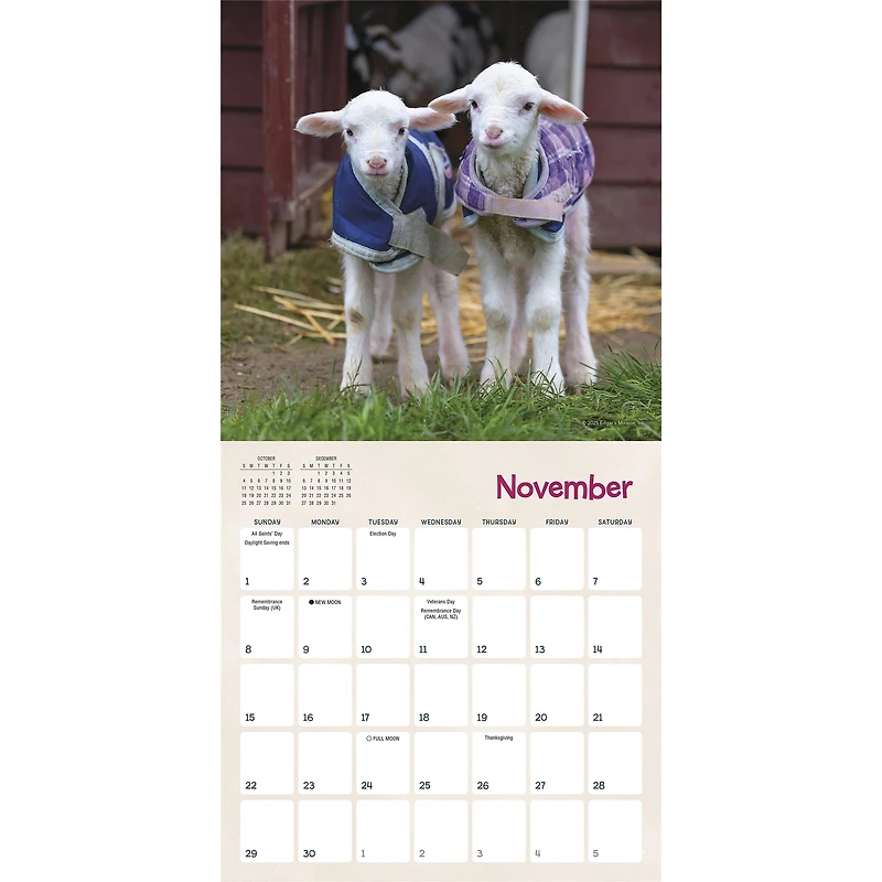 Lambies In Jammies And Goats In Coats 2026 Mini Calendar
