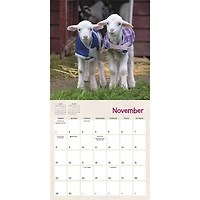 Lambies In Jammies And Goats In Coats 2026 Mini Calendar