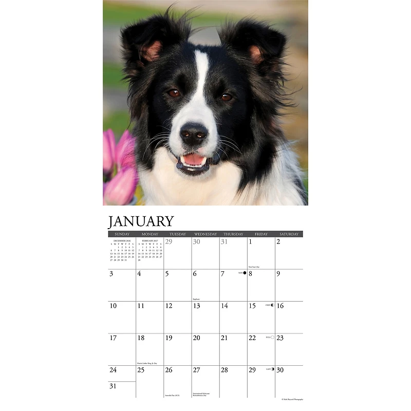 Border Collies 2027 Wall Calendar