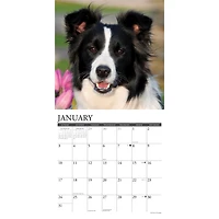 Border Collies 2027 Wall Calendar