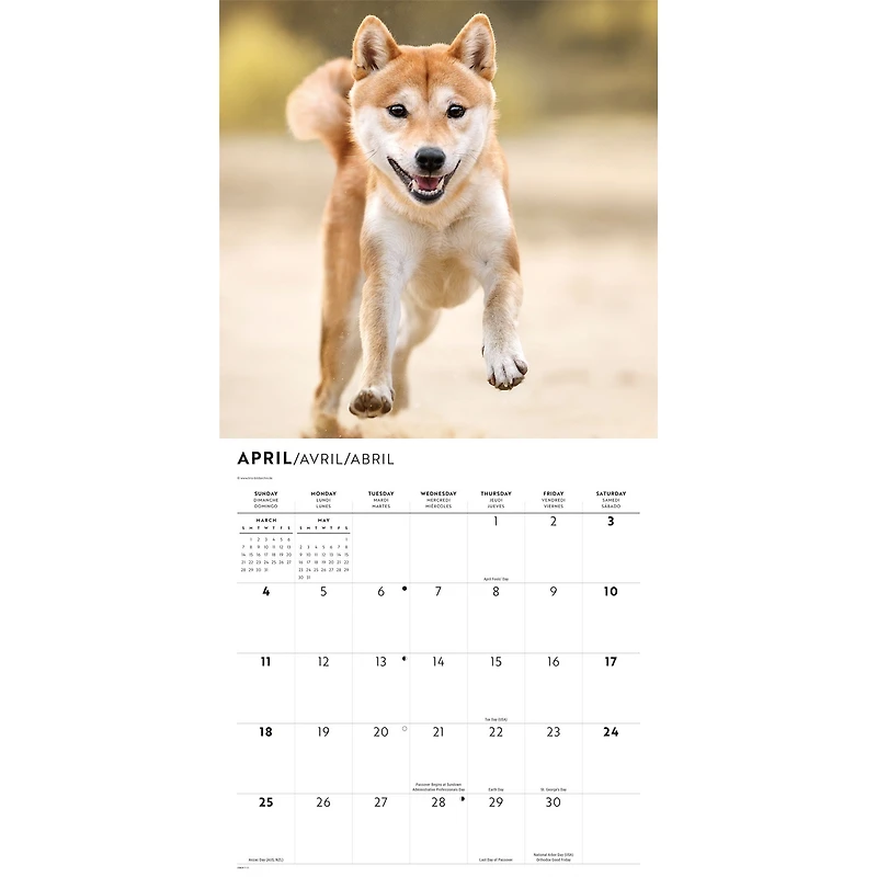 Shiba Inu 2027 Wall Calendar