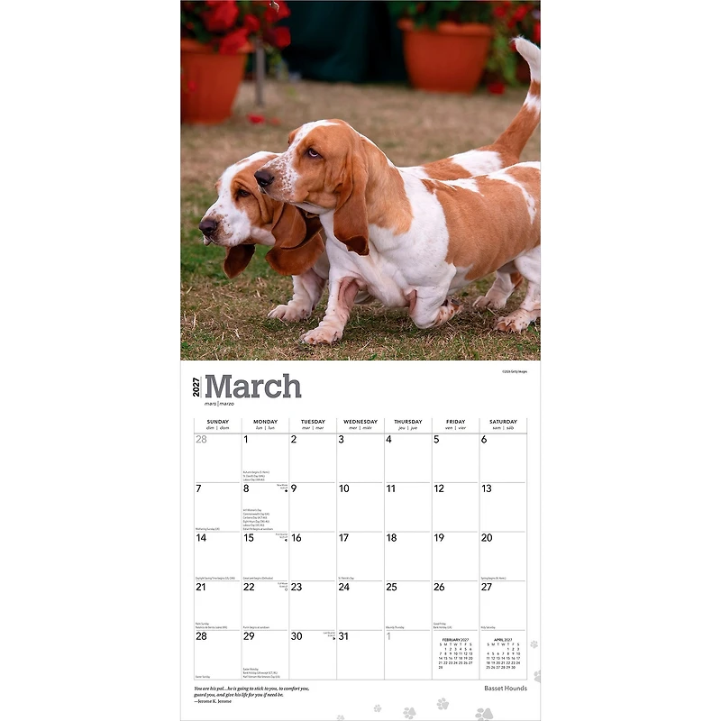 Basset Hounds 2027 Wall Calendar