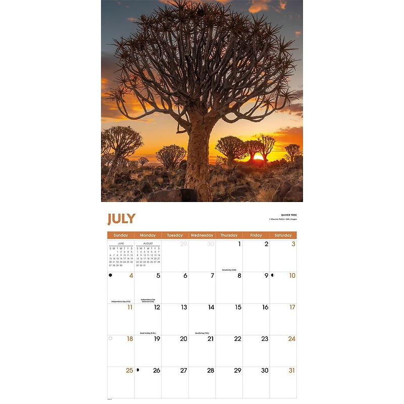 Trees 2027 Wall Calendar