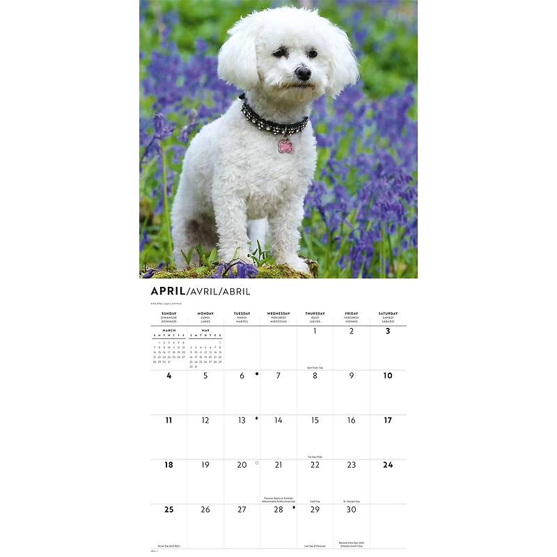 Bichon Frise 2027 Wall Calendar