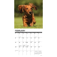 Dachshunds Longhaired 2026 Wall Calendar - Online Only