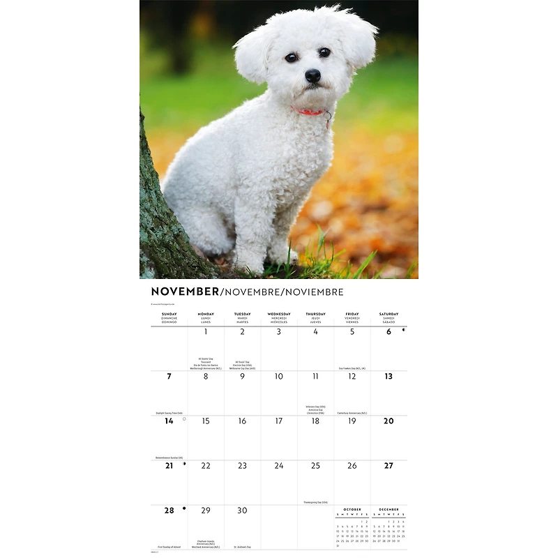 Bichon Frise 2027 Wall Calendar