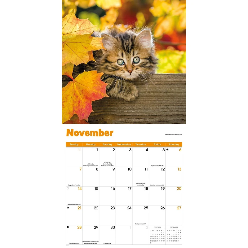 Curious Kittens 2027 Wall Calendar
