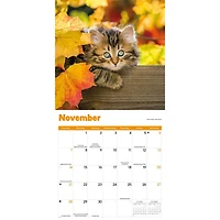 Curious Kittens 2027 Wall Calendar
